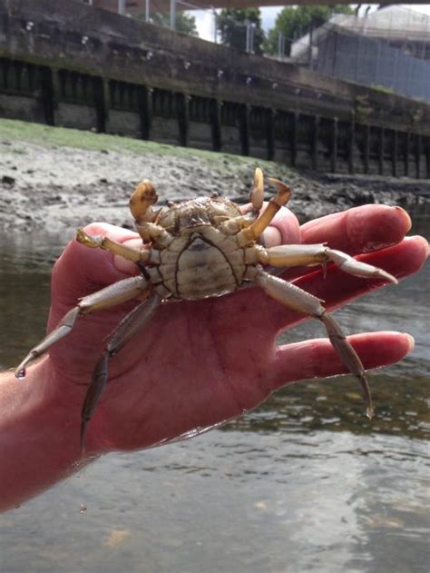 Wading in Deptford Creek | Caught by the River | Caught by the River