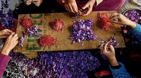 Climate change ravages Kashmir's 'red gold' saffron crop - Raw Story