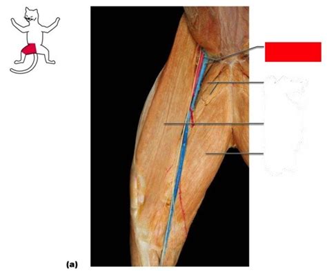 Superficial muscles of the anteromedial thigh labeling Diagram | Quizlet