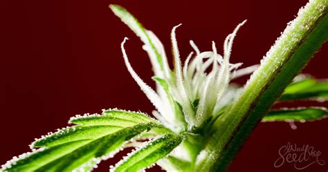 First Signs of Flowering: What to Look For - WeedSeedShop