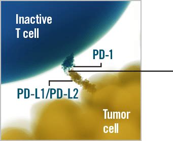 LIBTAYO® (cemiplimab-rwlc) Mechanism of Action (MOA)