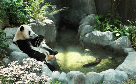 Panda Week at River Safari - Little Day Out