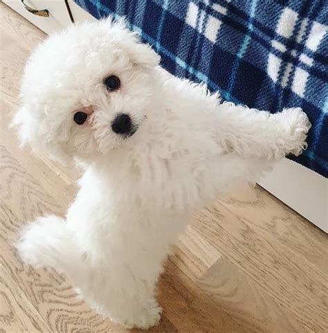 Top 125 Best Bichon Frise Dog Names | PetPress