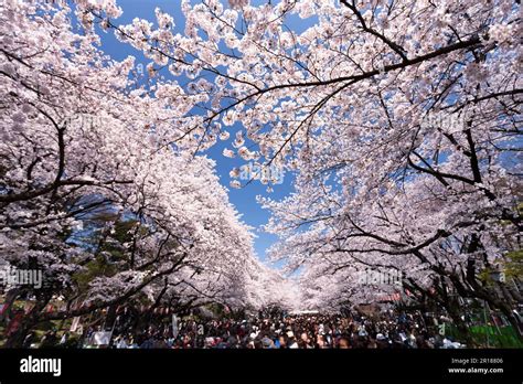 Ueno Park cherry blossom viewing Stock Photo - Alamy