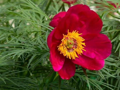 Growing Fernleaf Peonies – How To Care For A Fernleaf Peony Plant | Gardening Know How