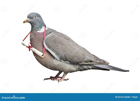 Carrier Pigeon Carrying and Delivering Mail Message Stock Photo - Image of communicate, carrying ...