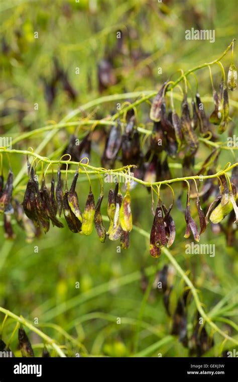 Woad plant - Isatis tinctoria, showing the ripening seeds Stock Photo ...