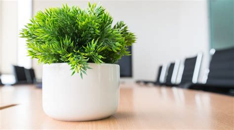 30 Office Desk Plants to Brighten your Small Business - Small Business ...