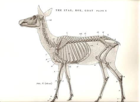 114 best images about Animal Anatomy Artist Reference on Pinterest | Dog anatomy, Muscle and The ...