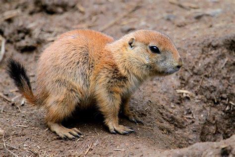 Black-tailed Prairie Dog Facts, Habitat, Diet, Life Cycle, Baby, Pictures