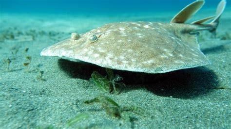 Premium Photo | Stingrays leopard electric stingray this electric stingray grows up to 100 cm