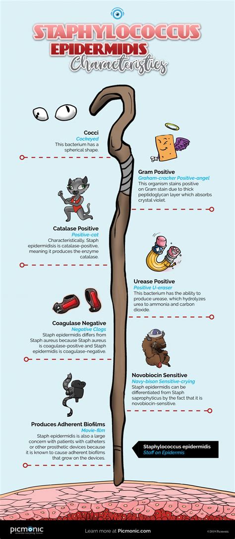 [Infographic] How to Study: Staphylococcus Epidermidis