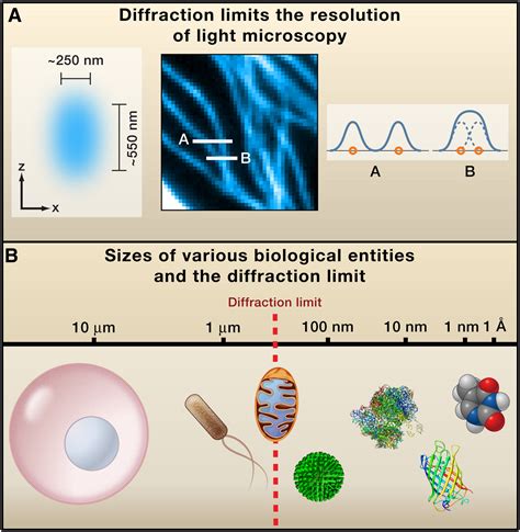 Breaking the Diffraction Barrier: Super-Resolution Imaging of Cells: Cell