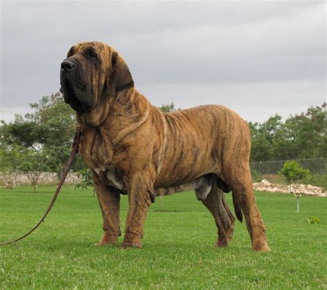 Fila Brasileiro | Bull mastiff dogs, Dogs, Mastiffs