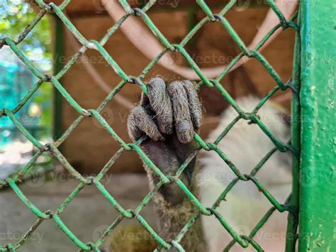 Close up monkey hand in steel cage 22466538 Stock Photo at Vecteezy