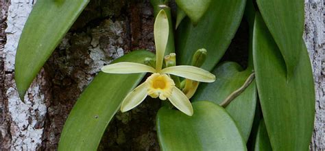 Vanilla Orchid - The Canopy Family