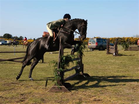 Horse Jumping Free Stock Photo - Public Domain Pictures