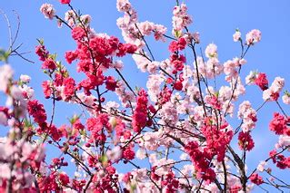 Sakura blossoms | 満開の桜 | Raita Futo | Flickr