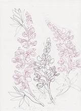 Bluebonnet Flower Coloring Page  Animal sketch template