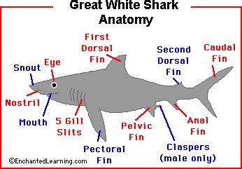 Great White Sharks: Anatomy