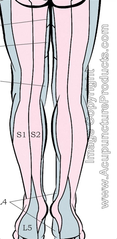 Leg Dermatomes Dermatome Map | The Best Porn Website