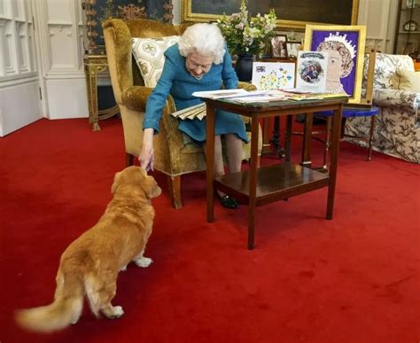 What occurs to Queen Elizabeth II's beloved canines now | World News ...