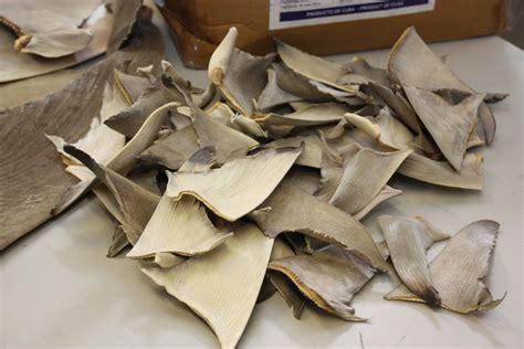 Researchers trace origins of Hong Kong shark fins - SharkNewz