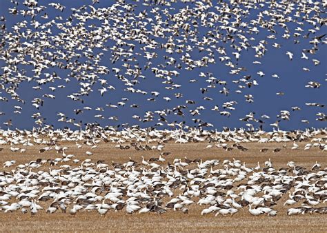 AUTHOR BLOG: Lifting hunting limits hasn’t solved the Snow Goose overpopulation problem – AOS News