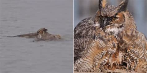 Great Horned Owl Goes Swimming in Lake Michigan: Video | Lakeview, IL Patch