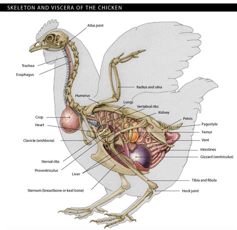 Crop Anatomy