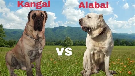 Alabai VS Kangal -Which Is Better for You - YouTube