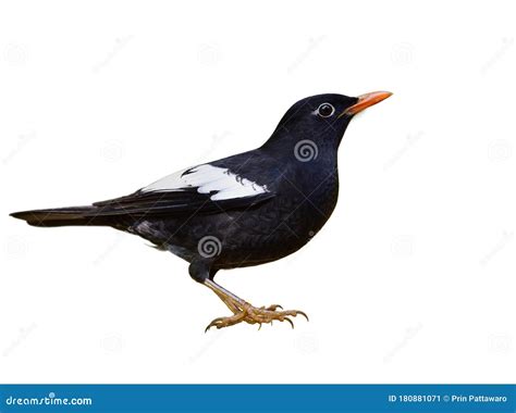 Grey-winged Blackbird Turdus Boulboul Beautiful Black Bird with White ...