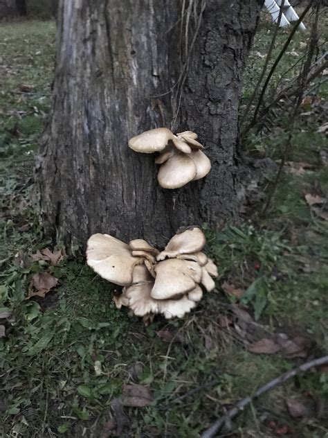 What kind of mushroom is this? | Michigan Sportsman Forum