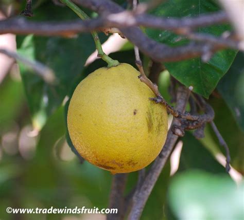 Bergamot Orange - Citrus aurantium ssp bergamia | Bergamot orange, Orange, Bergamot