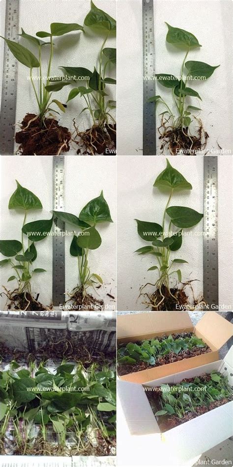 Anthurium Tissue Culture Propagation | Anthurium, Hanging plants ...