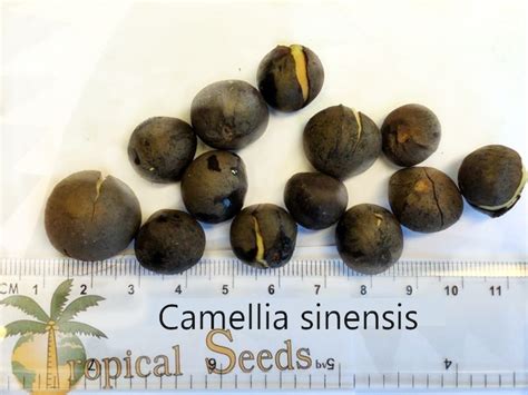 Camellia sinensis Seeds