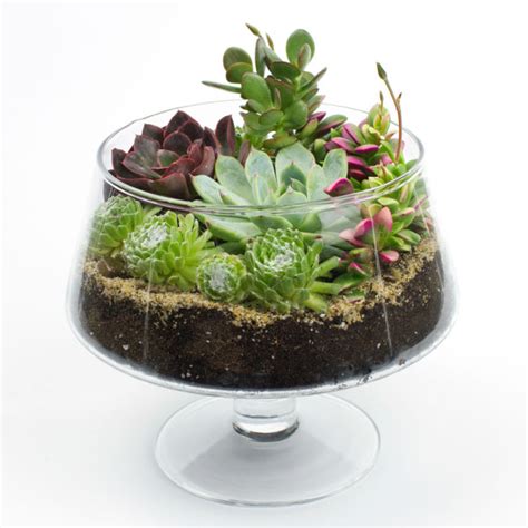 DIY Terrarium Kits For Succulents, Cacti & Air Plants