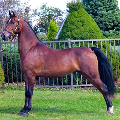 Morgan Horse Breed Information | Care, Costs | UKPets