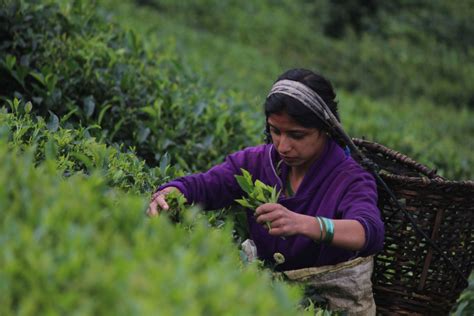 Taking Nepali tea to the world