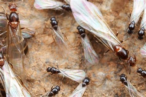 What You Should Know About Flying Ants - Best Control Methods & Tips