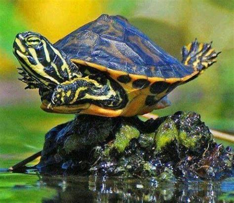 Pin by Bernadette Garcia on Turtles | Cute turtles, Turtle, Funny animals