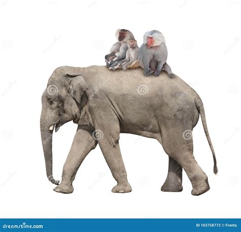 Three Monkey Hamadry are Riding on the Back of an Elephant Stock Photo - Image of back, papio ...