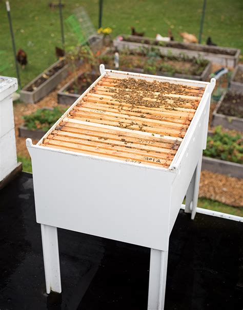 Bee Hive Allows You to Save the Bees From Your Own Backyard