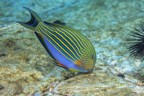 Acanthurus lineatus | W2R - Window To The Reef