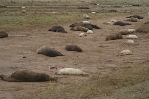 Donna Nook seals – I came, I saw