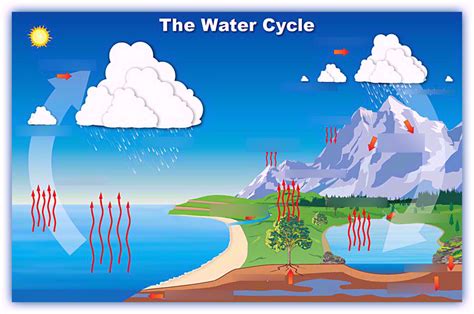 Water Cycle Diagram Diagram | Quizlet