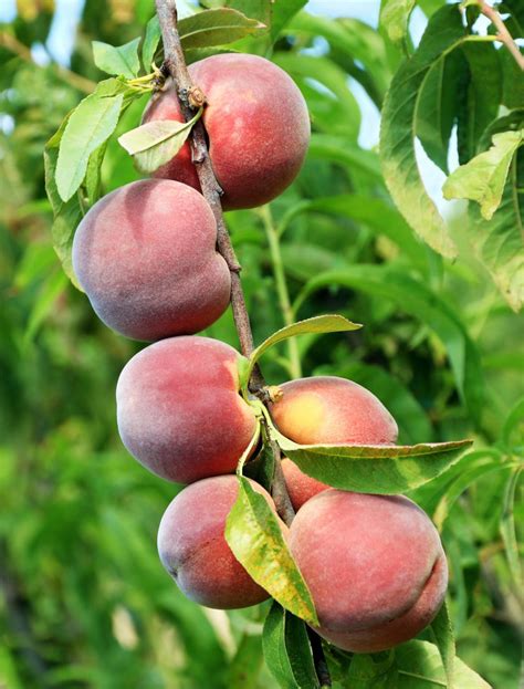 50+ Places for the Best Peach Picking Near Me - Days Out On The Farm