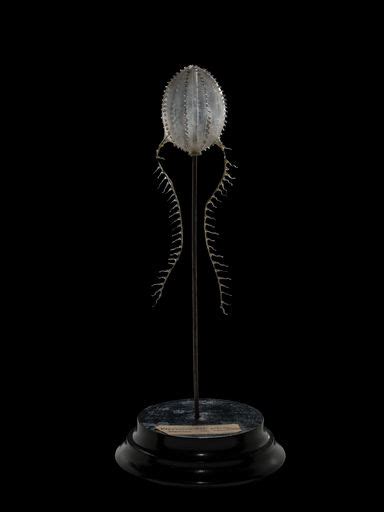 Pleurobrachia pileus: Cornell Collection of Blaschka Invertebrate Models