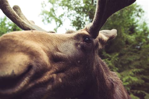 Don’t give a MOOSE a muffin - Sandpoint Magazine