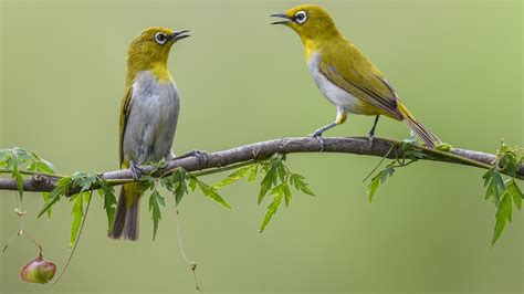 Pangot Birding Tours - GlobalJourneys